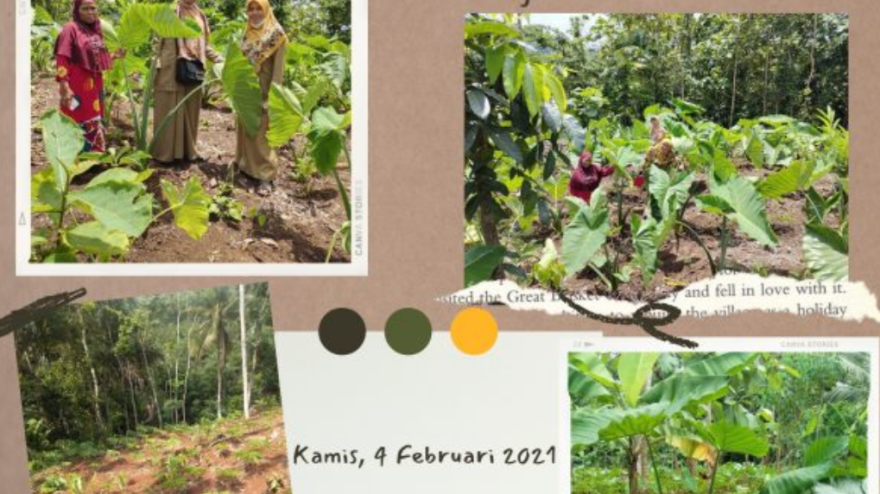 Potensi Agrowisata: Pengembangan Tanaman Porang dan Talas Beneng di Desa Karyamukti